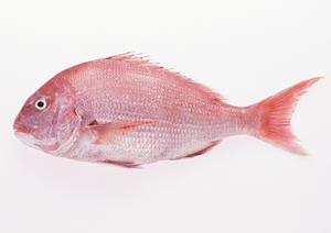 東京で今注目のダンスショーが見れる